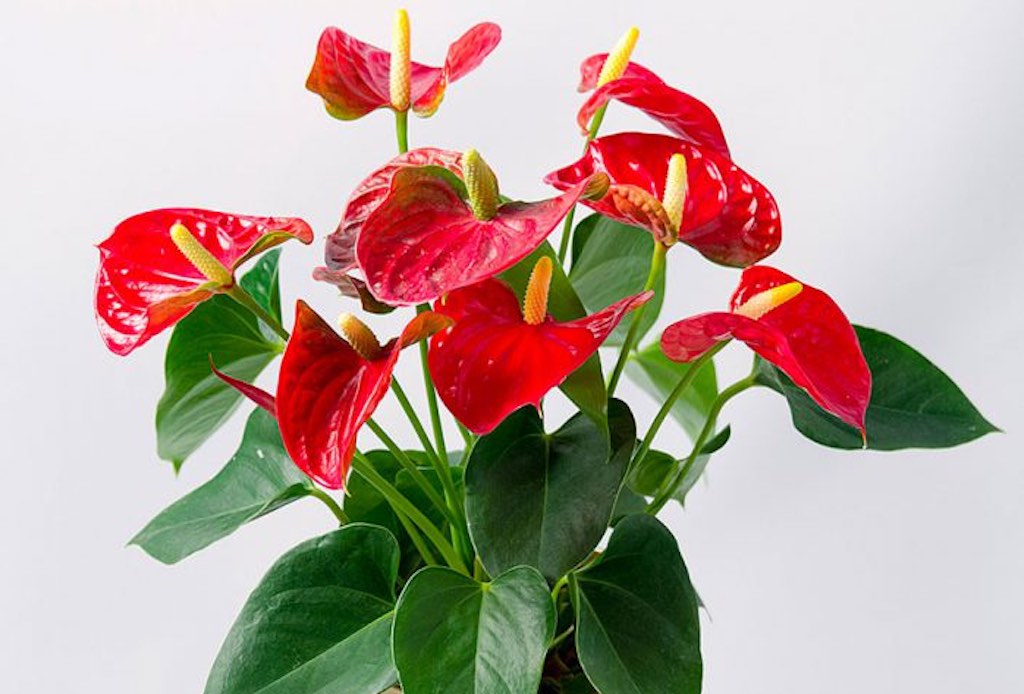 The poisonous beauty of the flower House Plants For You